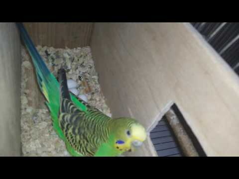 Видео: Как волнистые попугайчики откладывают яйца?