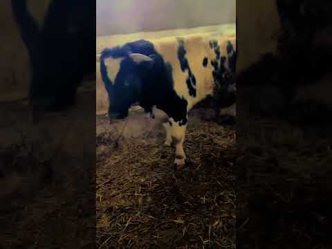 أكبر مشكل هوا يحسدك البشارة تربية البقار والمواشي