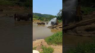 Elephant's Bathing