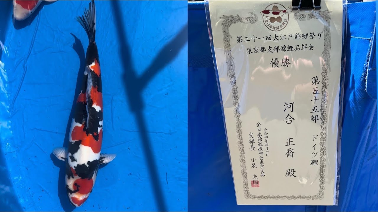 大江戸錦鯉まつり 第五十五部 ドイツ鯉 で優勝しました Youtube