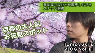 京都の大人気お花見スポット『背割堤』で桜並木を散歩しながらスナップ撮影｜SIGMA 24-70mm F2.8 DG OS HSM・85mm F1.4 DG HSM【VLOG Vol.11】