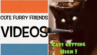 HOW CATS GET HIGH by CUTE FURRY FRIENDS VIDEOS 18 views 4 years ago 10 minutes, 11 seconds