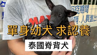 【飯糰妹】想要不離不棄的另一半嗎？有兩隻單身小母狗求認養 ... 