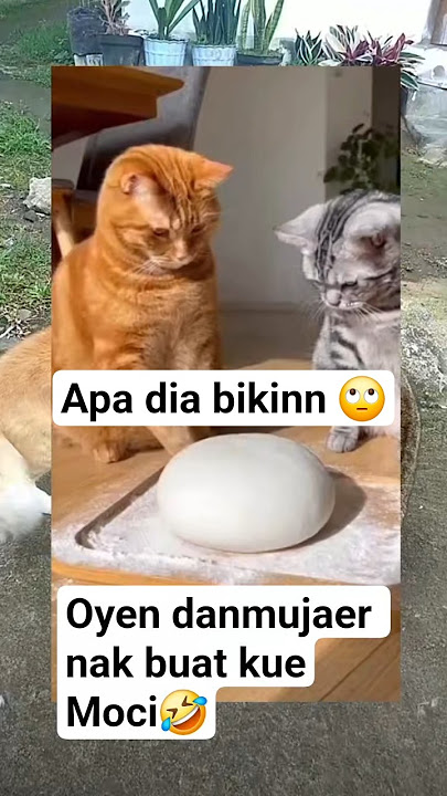 oyen dan mujaerr buat roti kosong🤣#cat #ytshorts #catviral #funnycat