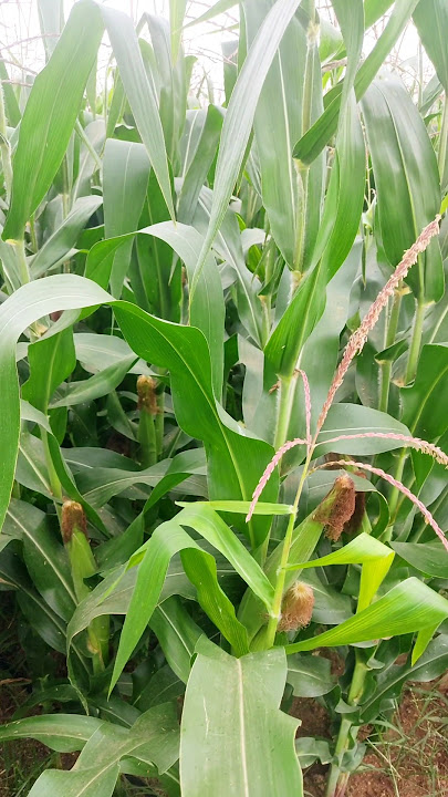 🌽🌽🌽 #agriculture #shorts #trending #saveagriculture #farming #vivasayi #agri #ytshorts #viralfarmer
