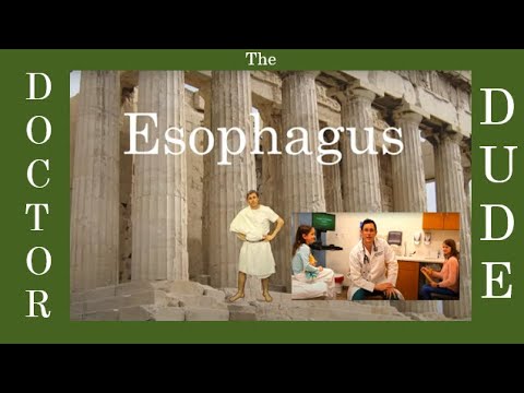 The Doctor Dude Esophagus Video