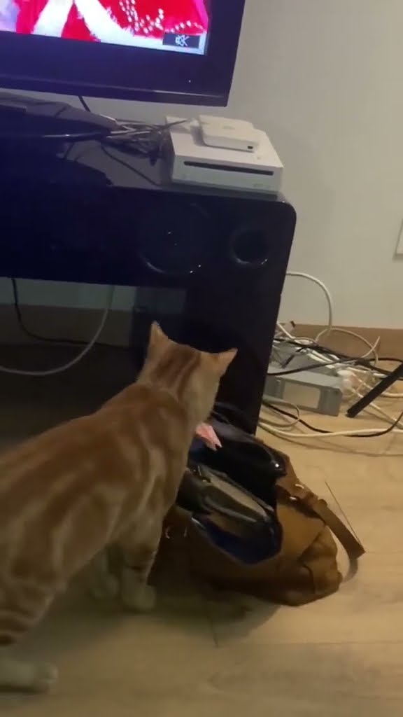 Très drôle le petite chaton orange