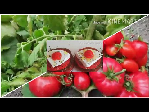 فيديو: كيف تصنع سلطة طماطم توليب
