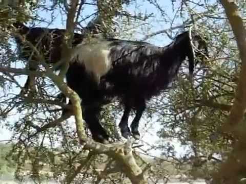 Vídeo: Cabras Pastando En árboles, Marruecos - Vista Alternativa