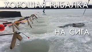 ХОРОШАЯ РЫБАЛКА НА СИГА