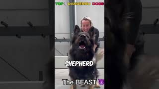 Ranking the Most Dangerous Dog Breeds in the World