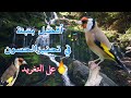 تحفيز الحسون على🎶  التغريد 🔥 بقوة