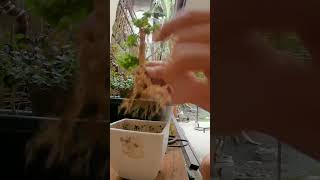 root trimming