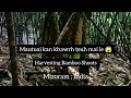 Mautuai Kan Khawrh Ṭeuh 🙈 / Harvesting Bamboo Shoots - Vlog | Zualbawihi 2023