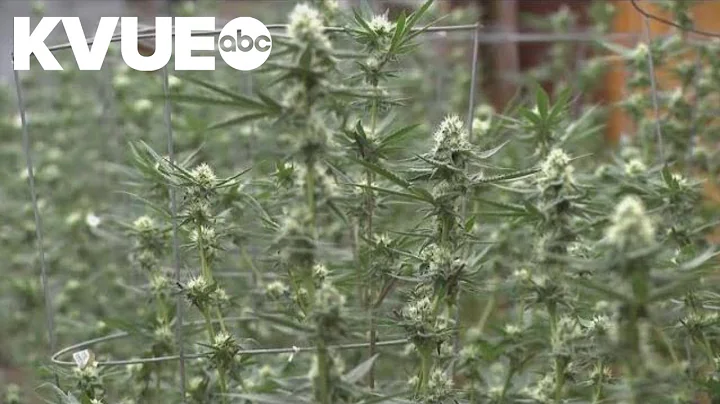 TABC taking feedback on proposed THC rules