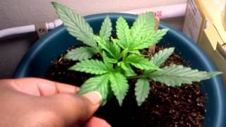 Need help first plant got rust spots
