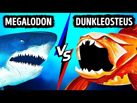 Wideo: Kto jest silniejszy - rekin czy orka? Kto wygra walkę?