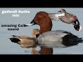 Duck Gadwall Call Sound Hunting Video 