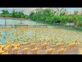 How to raise ducks for business  daily work on the duck farm