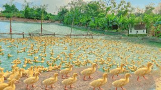 : How To Raise Ducks For Business - Daily Work On The DUCK Farm.