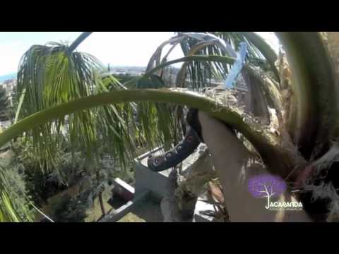 Jacaranda treeclimbing:potatura della palma.