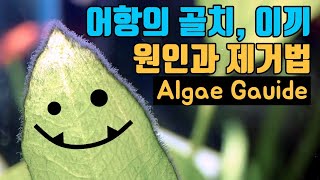 이끼종류와 제거법/이끼먹는물고기/이끼제거제