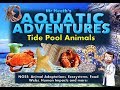 Aquatic Adventures - Tide Pool Animals (Seattle)