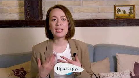 Вязка кошек: когда вязать кошку с котом, первый раз у кошки