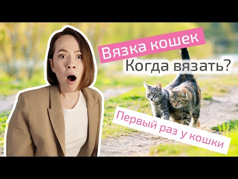 Вязка кошек: когда вязать кошку с котом, первый раз у кошки