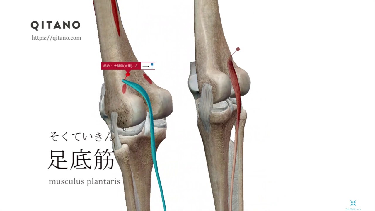 足底筋の解剖学図 Musculus Plantaris 筋肉辞典 103 Youtube