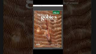 Underwater Color Correction in Software #shorts