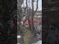 snowfall #coversong #singer