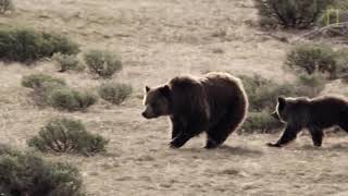 Grizzly Bears The Fierce Predator of the North Nat Geo Wild !UTubeAnimalTv!