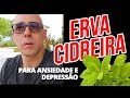 ERVA CIDREIRA PARA ANSIEDADE E DEPRESSÃO. CONFERE AGORA! | Dr Dayan Siebra