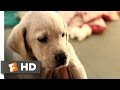 Marley  me 15 movie clip  clearance puppy 2008