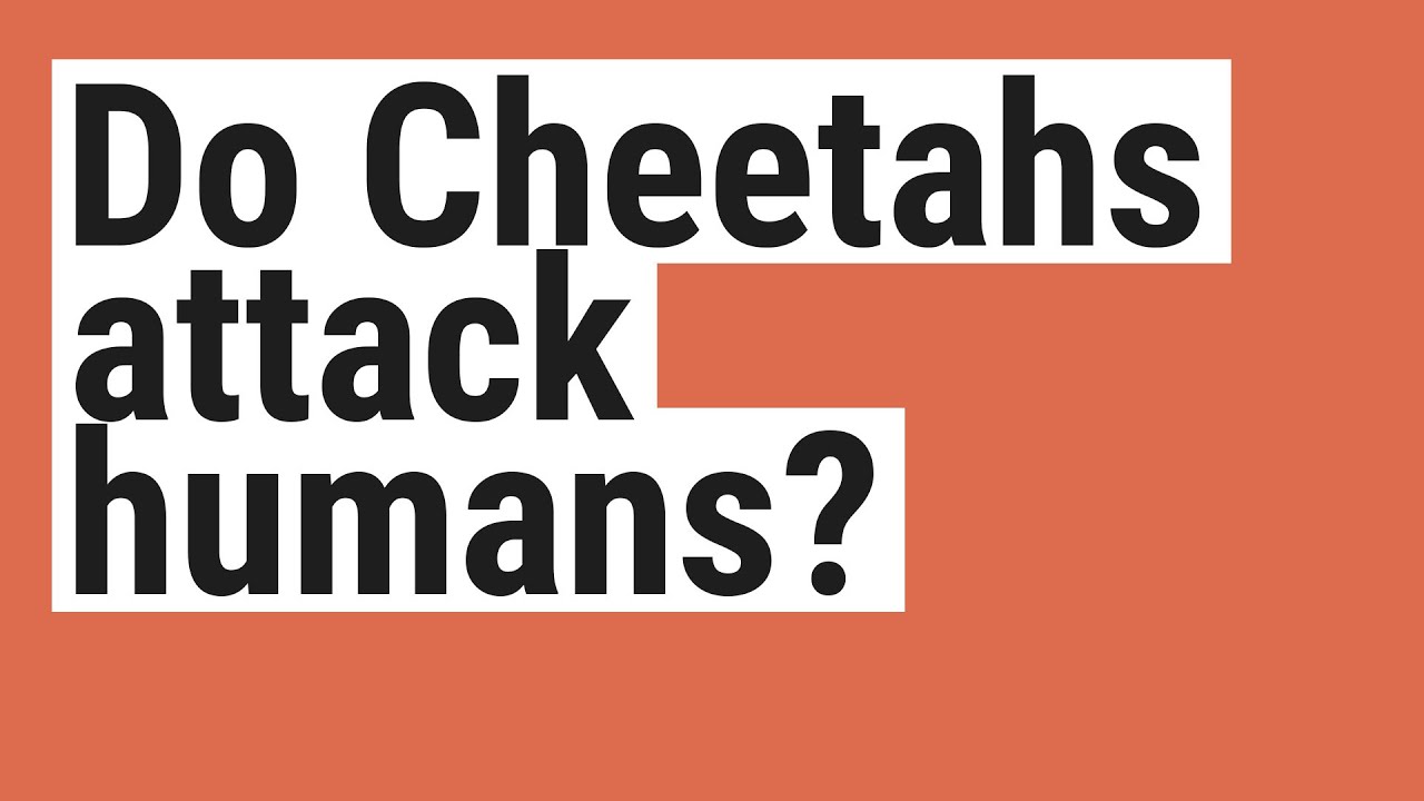 Do Cheetahs attack humans? - YouTube