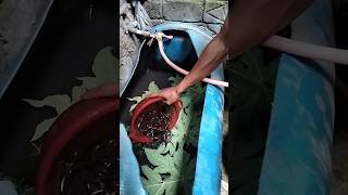 Download Lagu proses karantina belut untuk di budidaya #belut #budidayabelut MP3