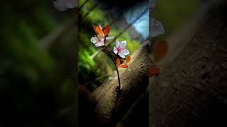 Kaun Mera | Lyrical Video | Feel the Music 🎵🌟 #LyricalVideo #RelaxingMusic #SoulfulSong #Mood