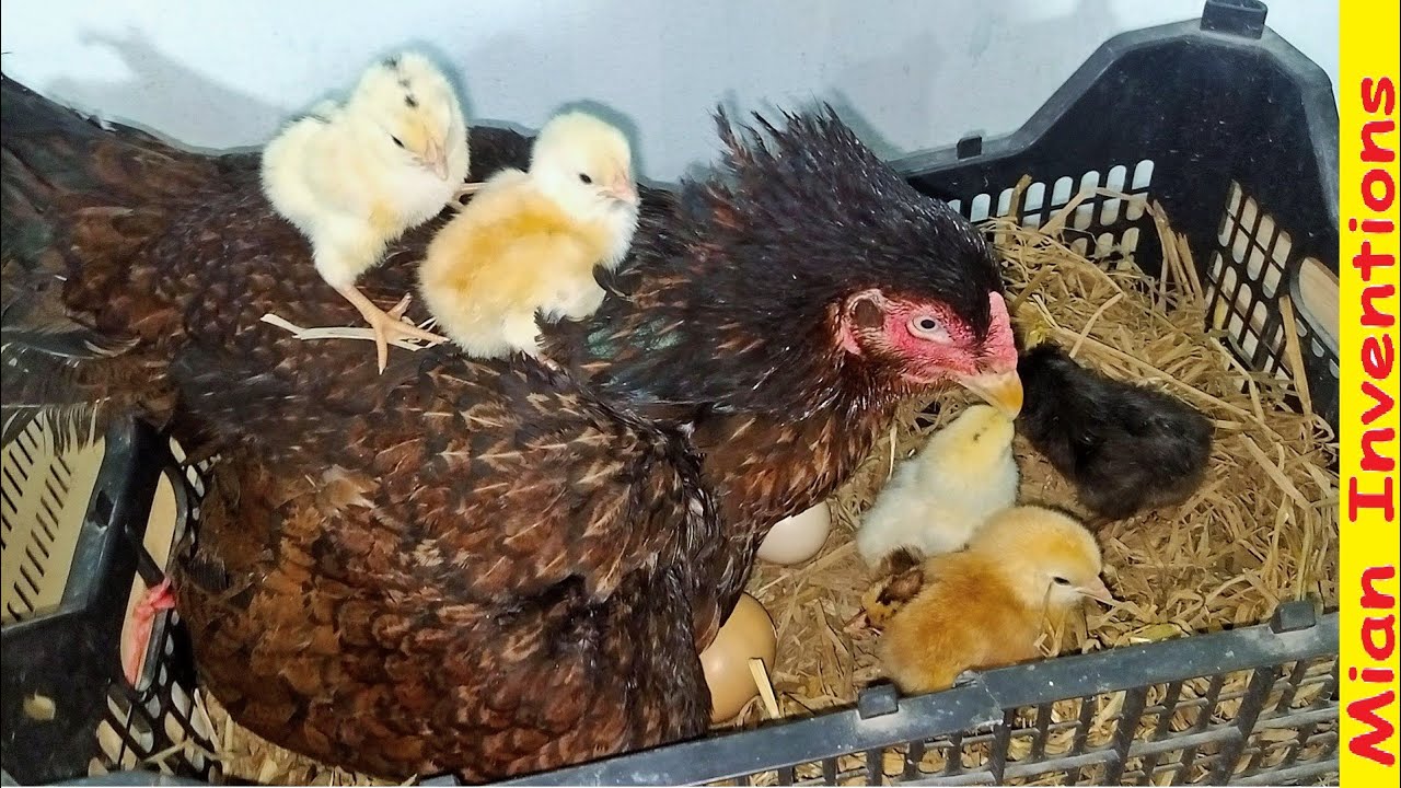 Red Aseel MURGI Harvested Her eggs Into Chicks In Bucket - Chicks hatching