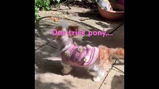 Tinks’ one and only trick….#dogs #chihuahua