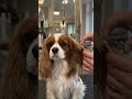Cavalier King Charles Luxury Ear Fluff Style