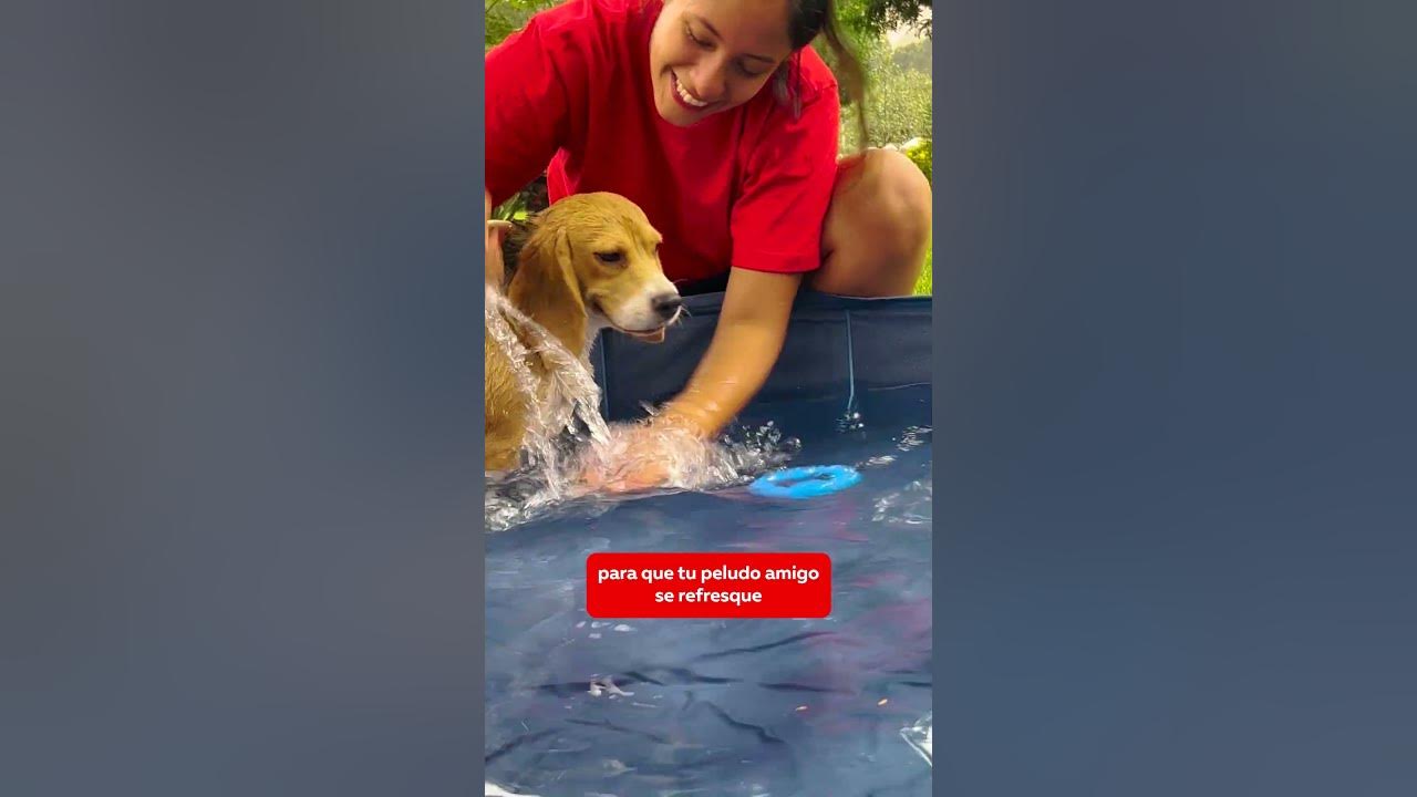 Piscina para perros perfecta para soportar la ola de calor: ahora