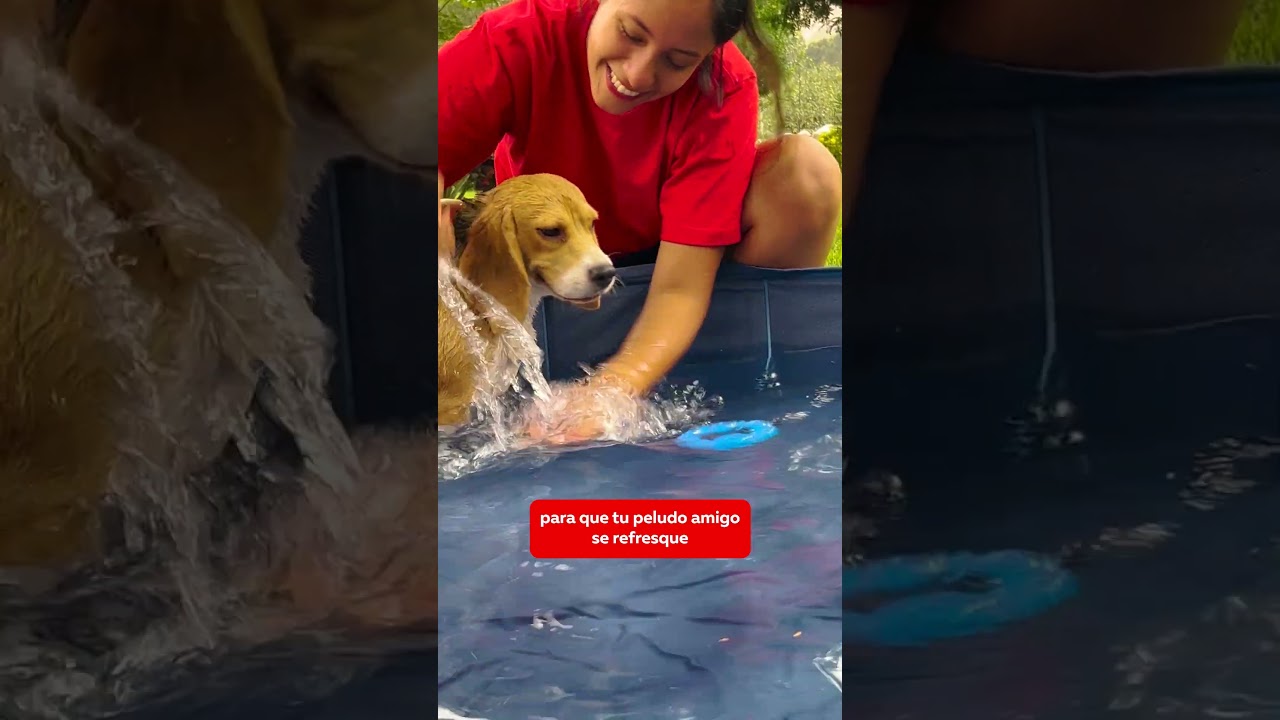 Piscina para perros perfecta para soportar la ola de calor: ahora