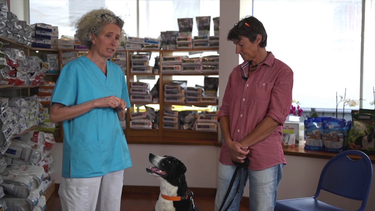 Leishmaniose canine : témoignages de propriétaires face à la maladie