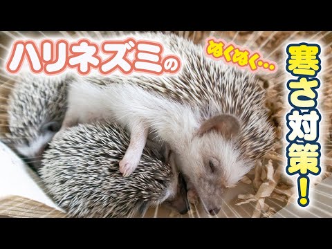 ハリネズミを守る！冬の寒さ対策