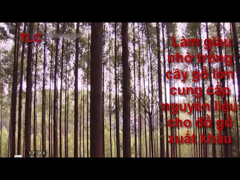 Video làm giàu nhờ trồng cây gỗ lớn cung cấp nguyên liệu cho... - youtube