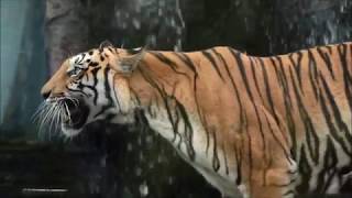 Tiger @Songkhla Zoo