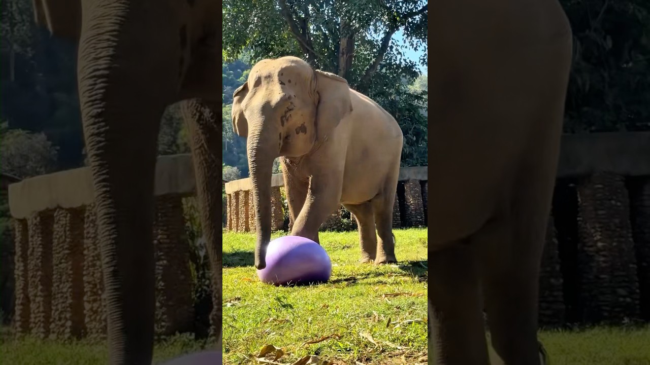 An elephant pops a balloon