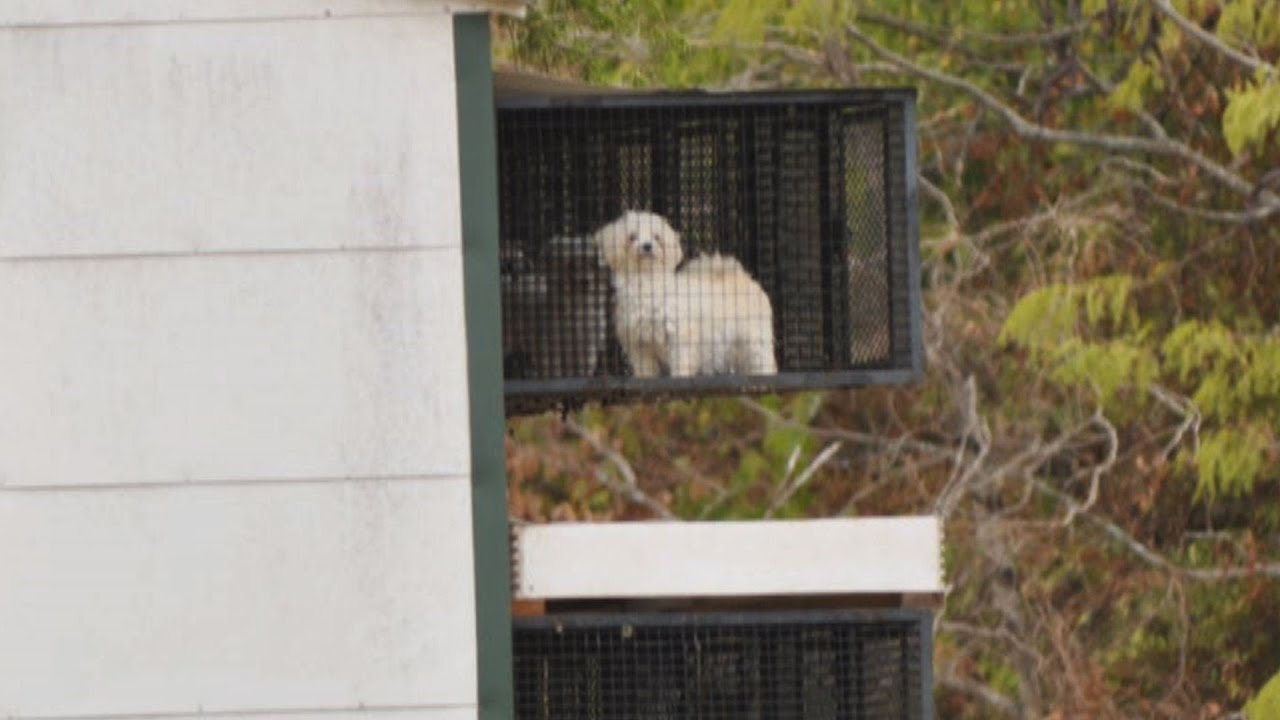 Buying A Puppy Red Flags Essentially Dogs