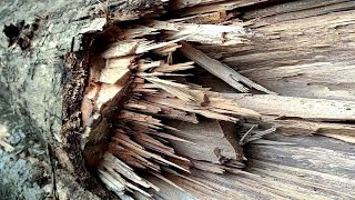 Kırık Ahşabı Kereste Fabrikasında Yüksek Değerli Bir Malzemeye Dönüştürmek